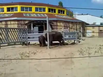 Ростовский слон