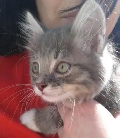 Котенок ищет дом