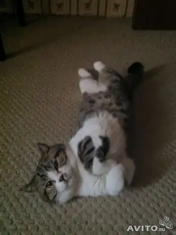 Друзья, не останьтесь равнодушными! Помогите котику!