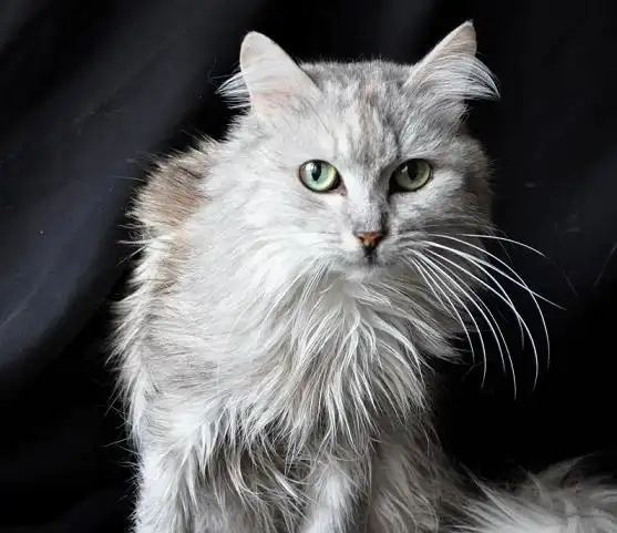 Отдам в добрые руки кошку Принцессу