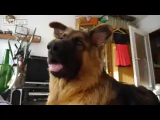 Эмоциональный пес