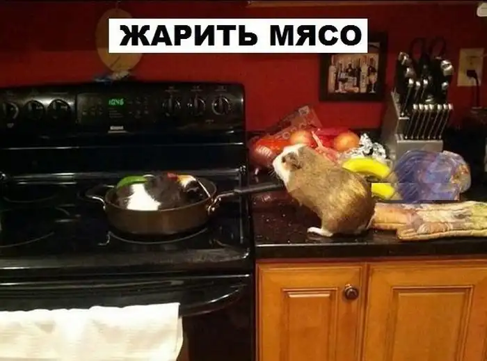 Универсальная морская свинка, которая умеет все на свете