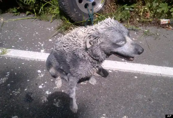 Долбаный Шарик