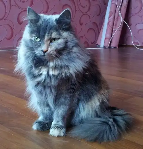 пушистая красавица ищет дом