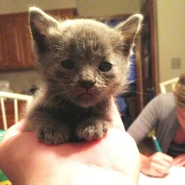 Эти забавные животные