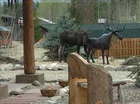 Лось-извращенец несколько дней пытается заняться сексом со статуей