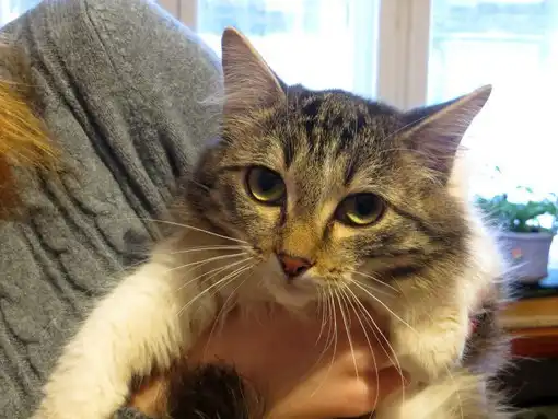 молодая ласковая кошечка