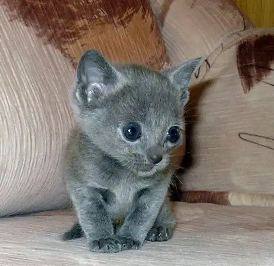 Котенок как сибирская голубая ищет дом