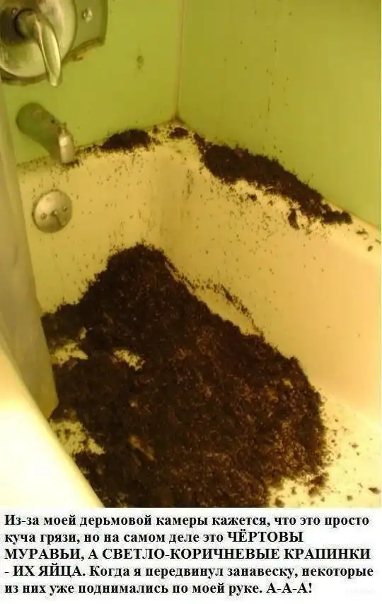 Неожиданные гости в ванной