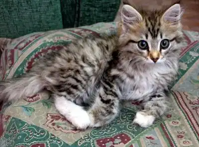 НУЖНА ПЕРЕДЕРЖКА!