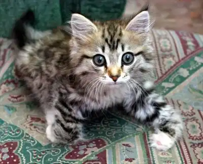 НУЖНА ПЕРЕДЕРЖКА!