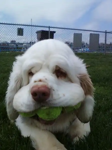 Эти забавные животные