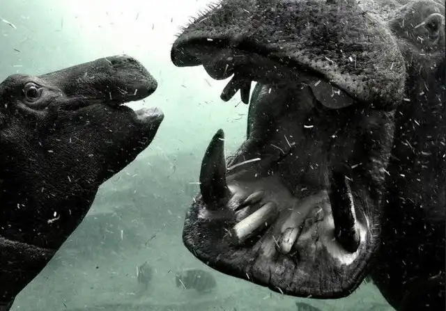 Лучшие фотографии за 2013 год