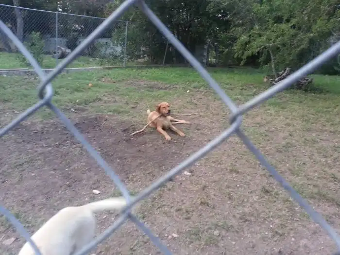 Собаки тоже любят дурачиться