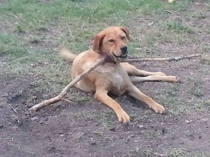 Собаки тоже любят дурачиться