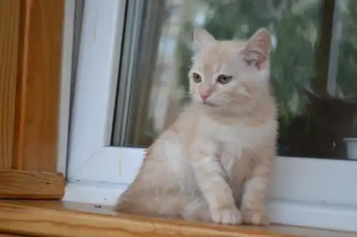 Отдам в добрые руки котёнка Тусю