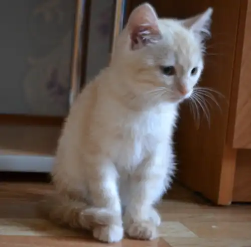 Отдам в добрые руки котёнка Тусю