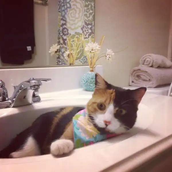 Эти забавные животные