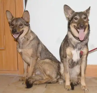 умные и дружелюбные собачки