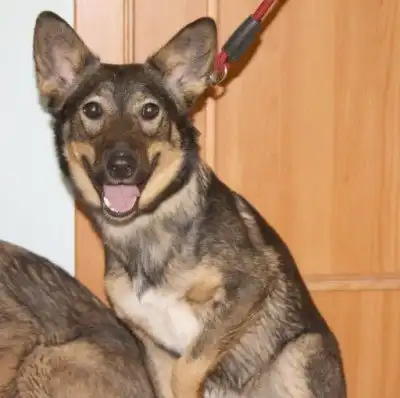 умные и дружелюбные собачки