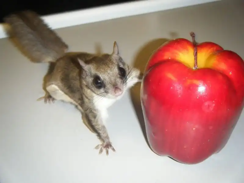 Милые и забавные животные