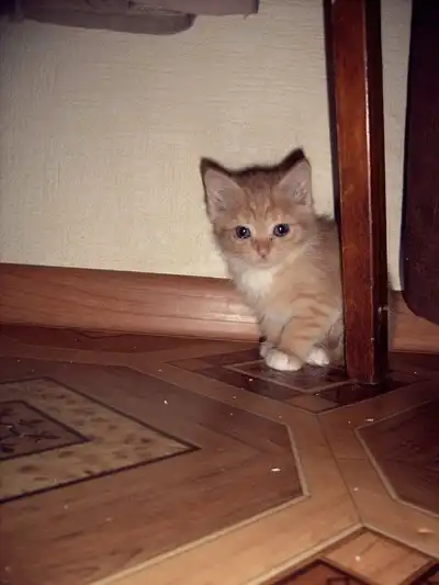 милейшие создания)