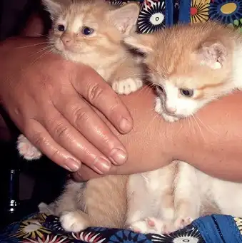 милейшие создания)