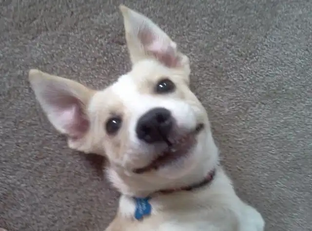 Позитивные домашние животные