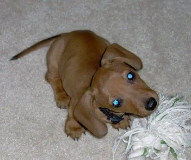 Позитивные домашние животные