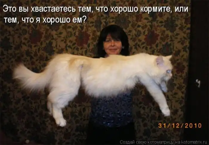 Лучшие котоматрицы недели