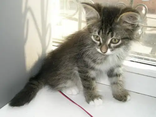 пушистый полосатик