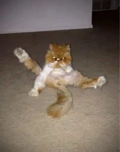 Эти забавные животные