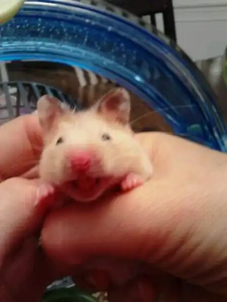 Эти забавные животные