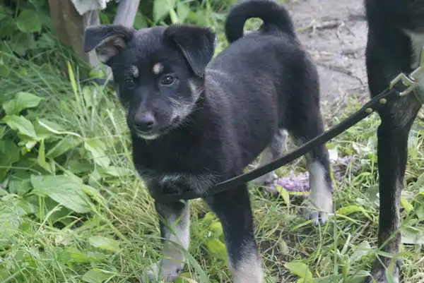 Крупные щенки