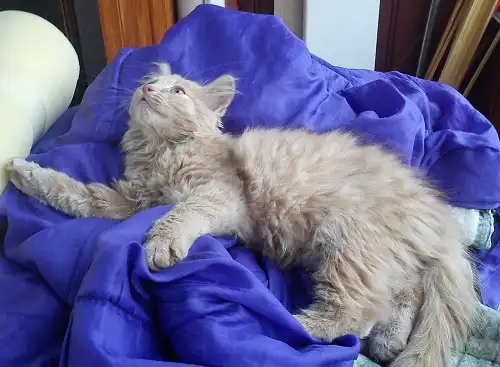 Малыш котофей ищет дом.