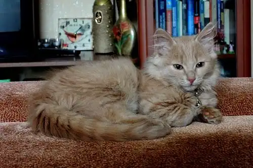 Малыш котофей ищет дом.