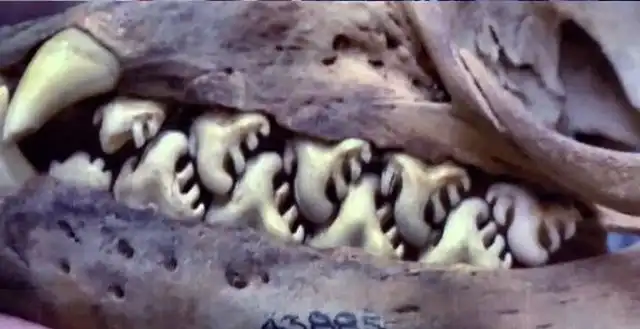 Загадка дня. Чей это череп?