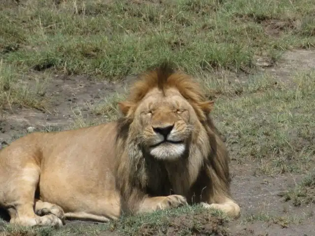 Эти забавные животные