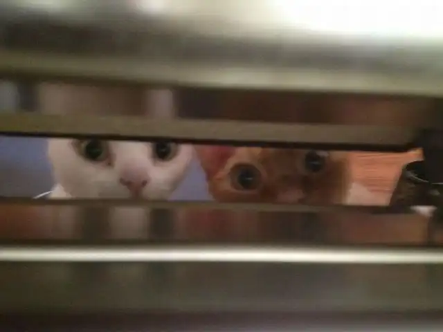 Эти забавные животные