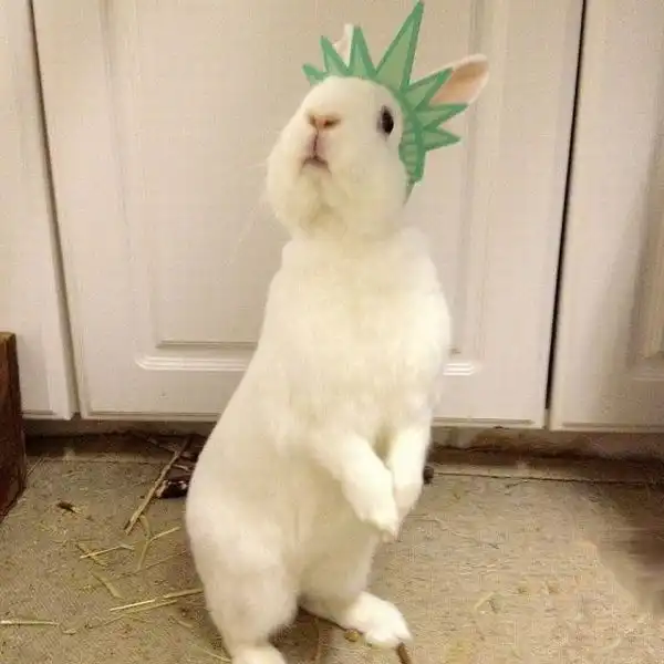 Эти забавные животные