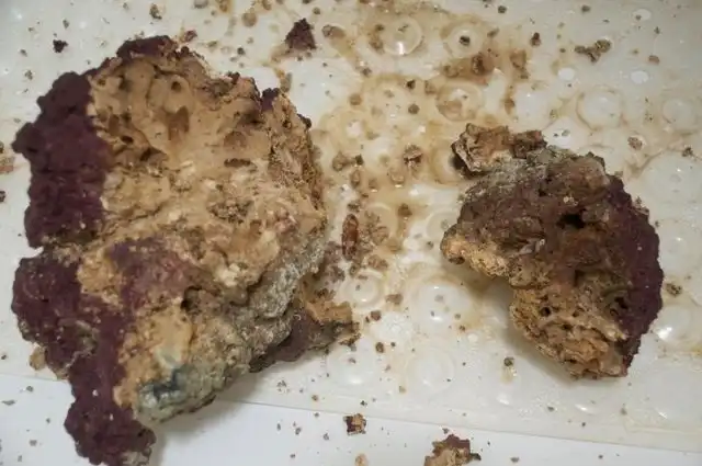 Необычный червь из домашнего аквариума