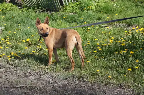 настоящий друг