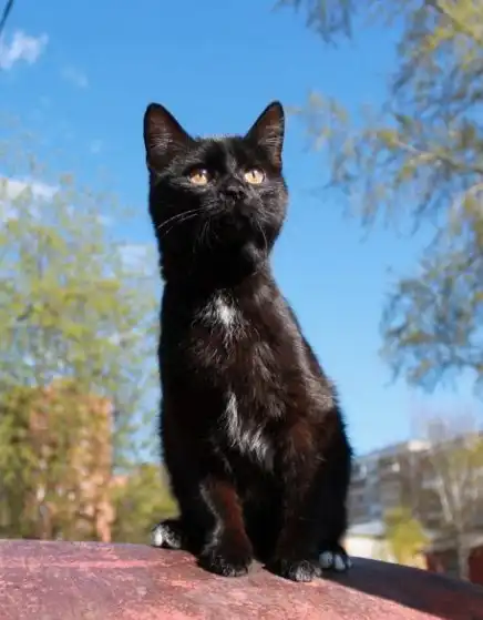 кошечка-красавица