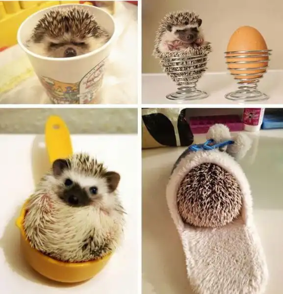 Эти забавные животные