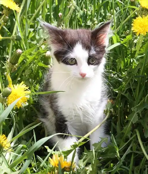 отдам кошечку