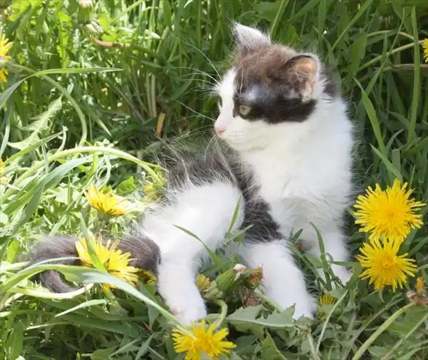 отдам кошечку