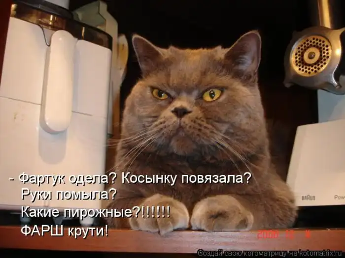 Лучшие котоматрицы недели