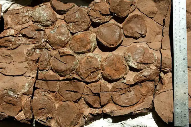 10 самых странных гипотез о причинах вымирания динозавров