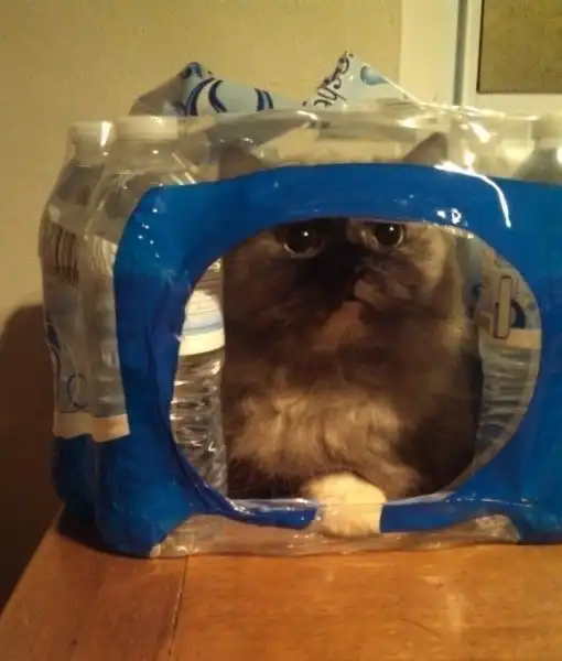 Эти забавные животные