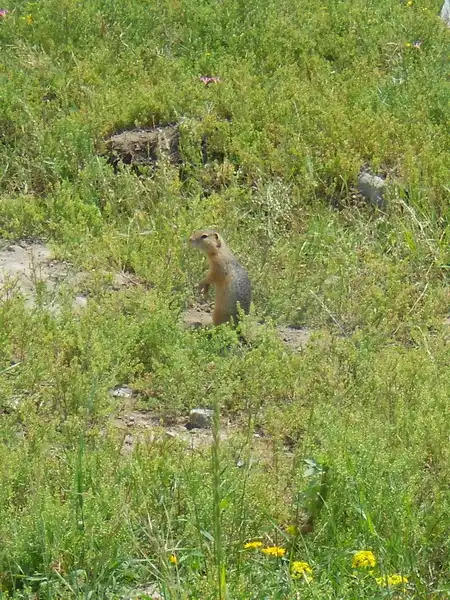 Автостоп Томск - Акташ (Республика Алтай).